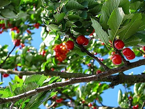 Food to Live Food to Live Organic Tart Cherry Powder, 1 Pounds Non-GMO, Raw, Kosher, Vegan Superfood, Bulk, Rich in Antioxidants, Great for Juices, Drinks, and Smoothies, Contains Maltodextrin