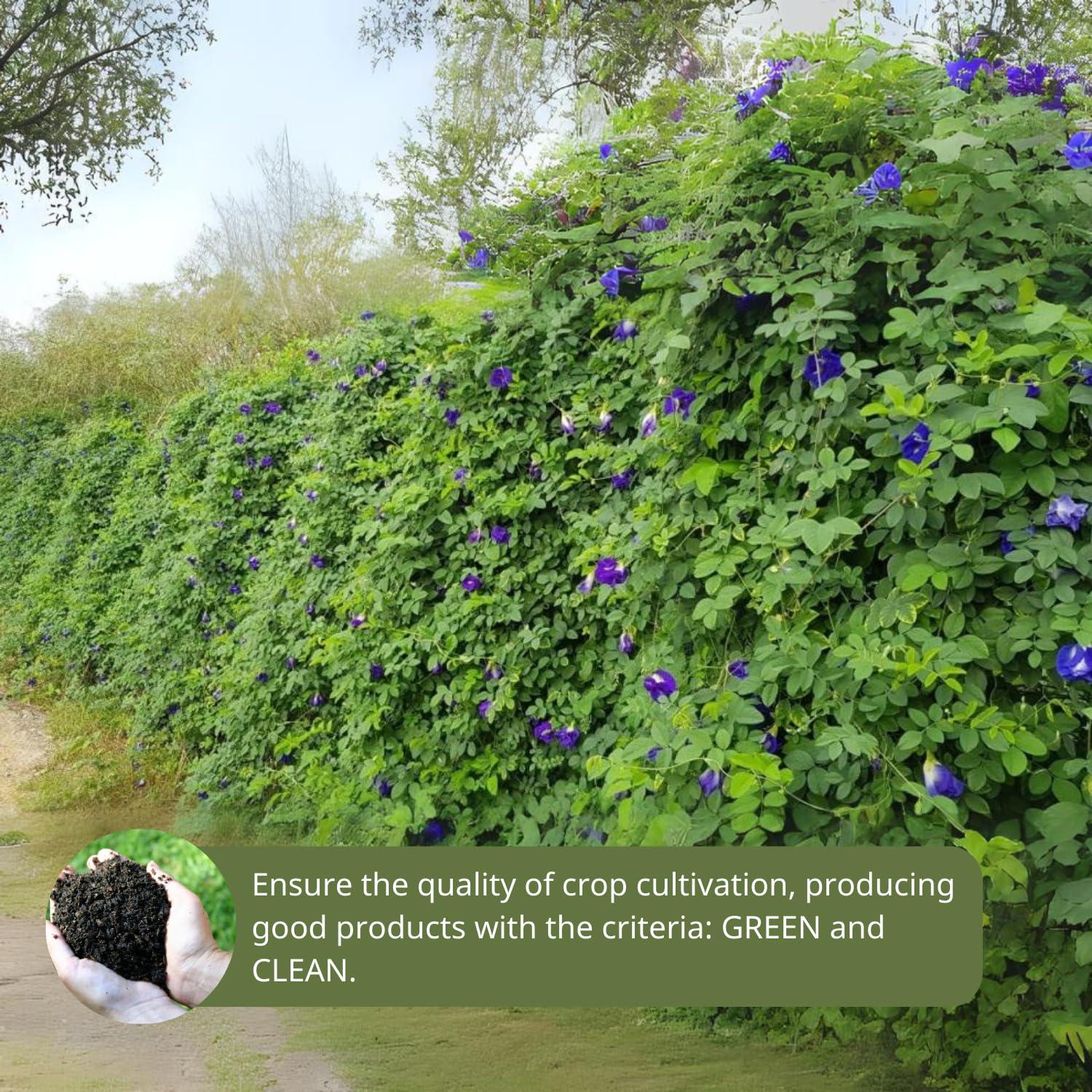 NHAT ANH FARM Nhat Anh Farm - Premium Dried Butterfly Pea Flower - 3,5oz(100g) Blue Butterfly Pea Flower - 100% Natural & Pure, Sugar/Caffeine/Gluten Free - For Making Tea