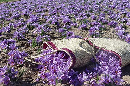 Zaffrus Zaffrus - Super-Premium All Red Saffron Threads For Cooking Saffron Rice, Risotto, Paella, Persian Tahdig, Tea, Golden Milk (5 grams / .176 oz)