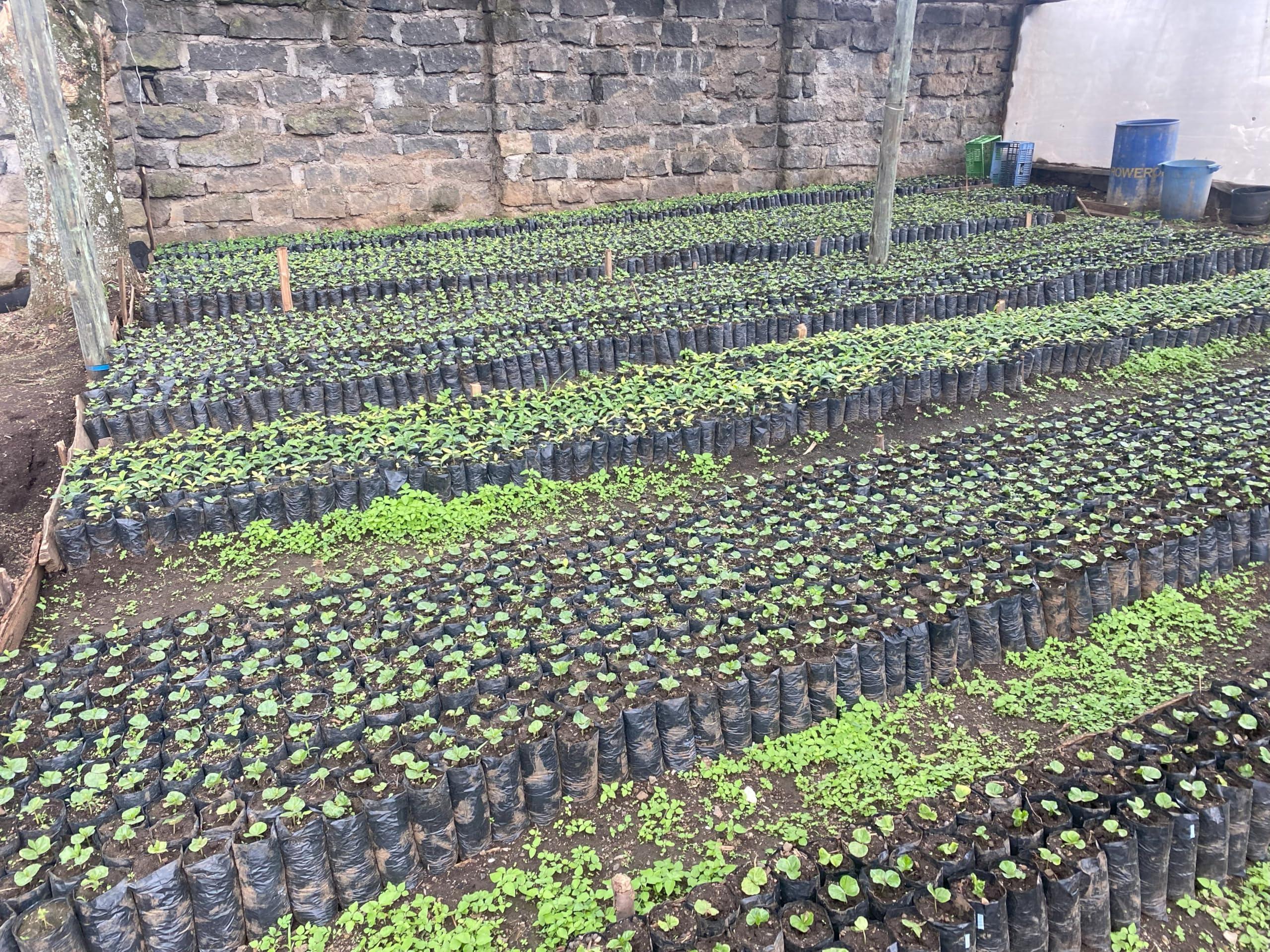 Bahati Coffee Kenya AB Grade Unroasted Green Arabica Coffee Beans from Great Rift Valley - 100% Pure Arabica Coffee Beans With Optimal Flavor Freshness - Handpicked, Washed & Sun Dried - 3 LB