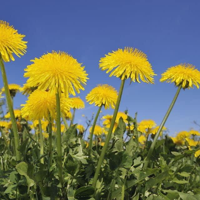 SWAN LIFE ESSENTIALS dandelion root milk thistle tea - LIVER DETOX TEA HERBAL, 14 Days, with milk thistle, dandelion, cinnamon, burdock, fennel seed, licorice, cacao shell - caffeine free, non gmo, gluten free - tea for liver health, 3 Bags