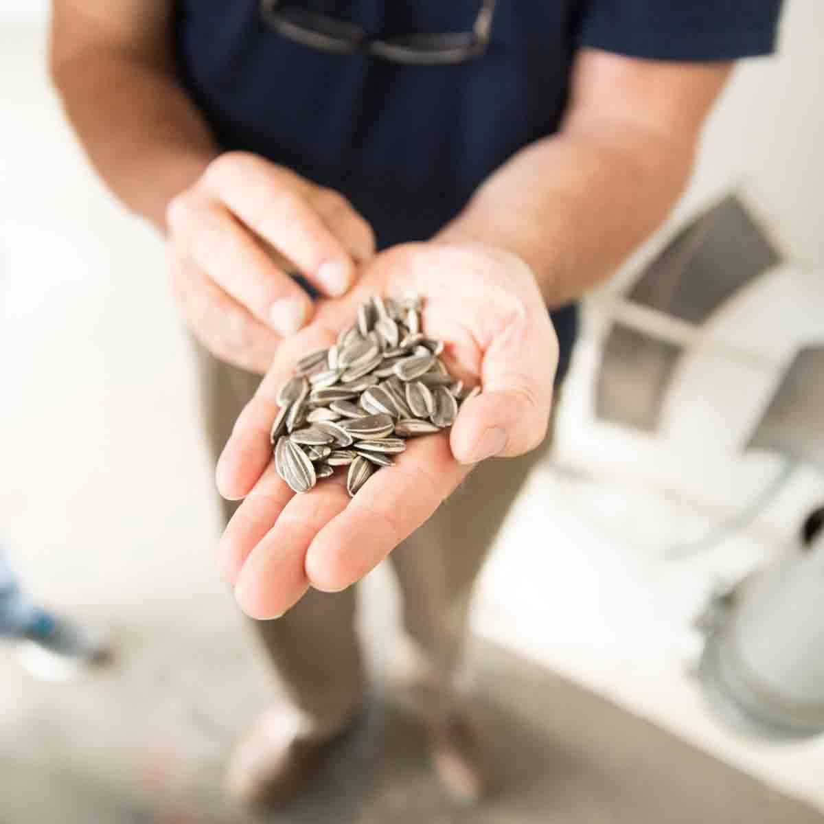 Spitz Spitz Sunflower Seeds, Dill Pickle, 6 Oz (Pack of 9)