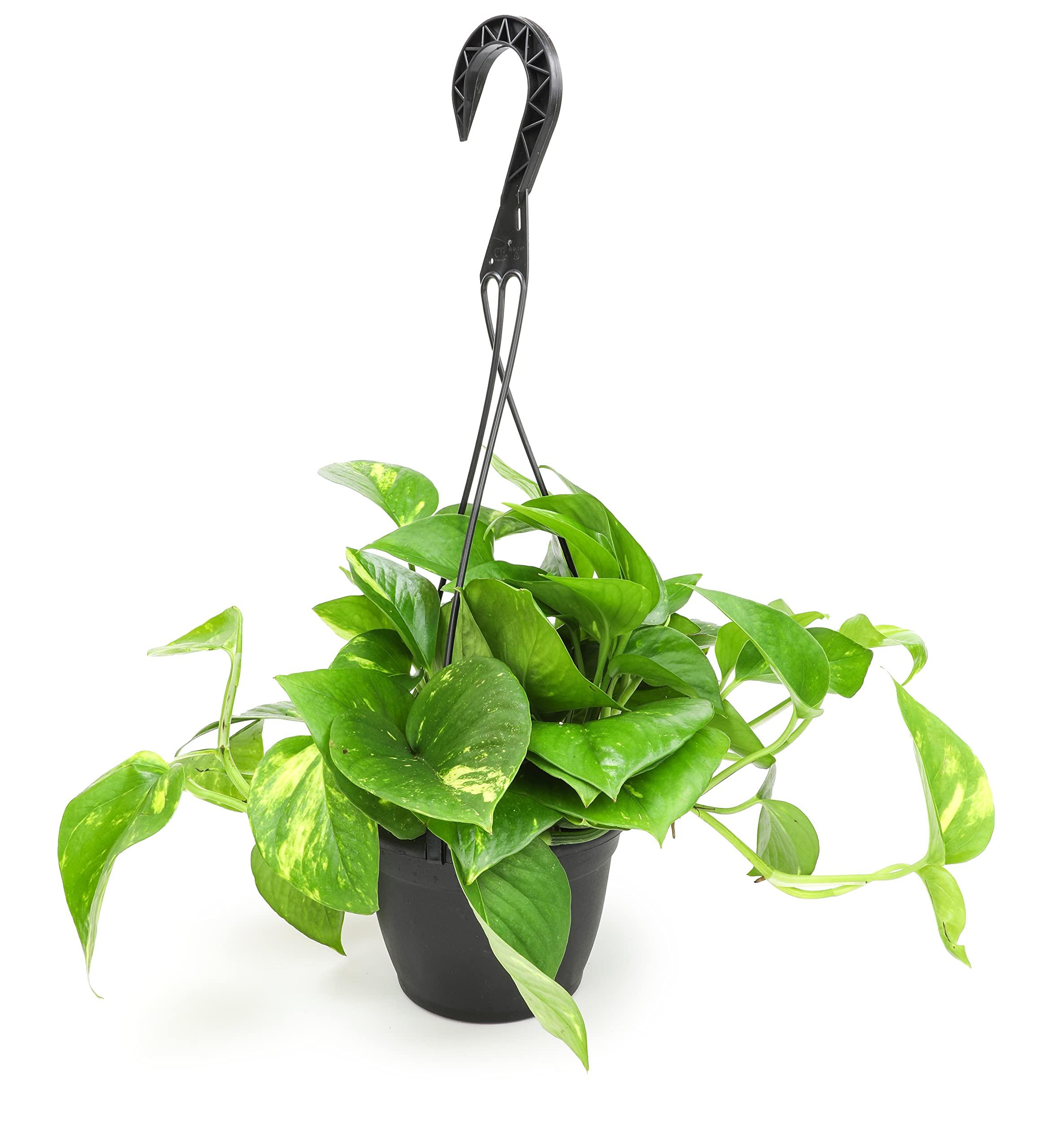 Plants for Pets Golden Pothos Plant Live in Hanging Planter Pot Live by Plants for Pets, 1 Count