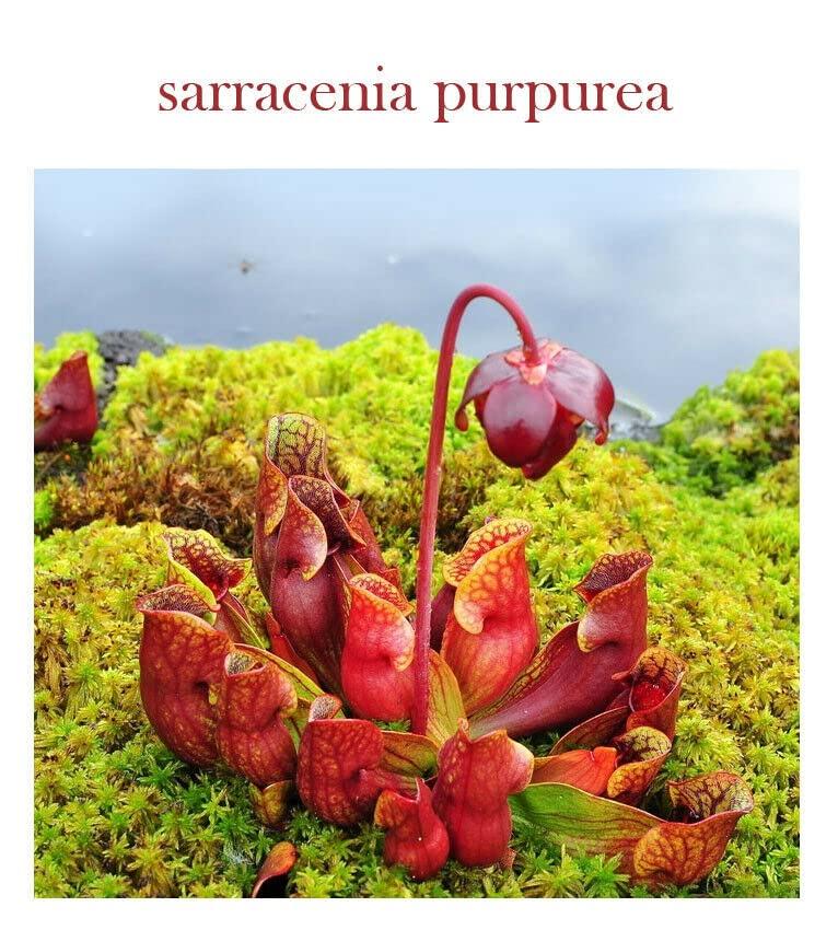 HPDC+ Health & Nutrition HPDC+ Health & Nutrition Pitcher S. Pox Plant/Sarracenia purpurea Tincture Tincture Extract 1 fl oz / 30ml (1.69 fl oz / 50ml)