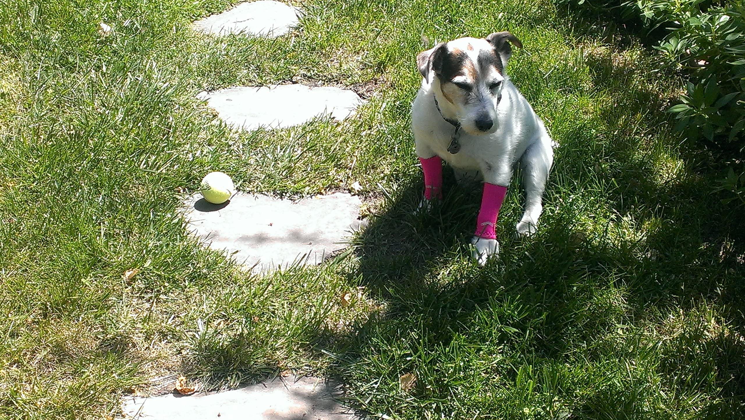 Canine Compression Sleeve WALKABOUT Compression Sleeve for Dogs, Canine Leg Brace to Heal Wounds, Hygromas, Treat Arthritis and Injury with 360 Support Sleeve for Pain Relief, and Elbow Pad Protection