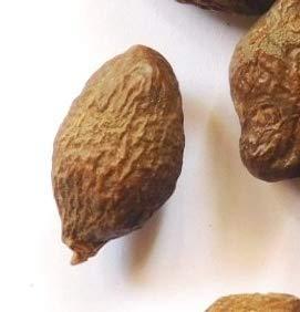 Nutrixia Food Niranjan Phal- Niranjan Phal - Niranjan Fal - - Malva Nuts - Sterculia Lychnophora (500 Gms)