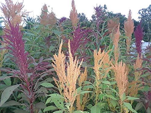 PRIMAL HARVEST Organic Whole Grain 100% Natural Amaranth Seeds non-GMO RAW (6 LB)