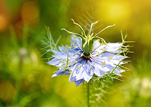 Food to Live Food to Live - Black Cumin Seeds, 16 Pounds  Whole Raw Seeds, Bulk Spice, Vegan. High in Iron, Calcium and Magnesium. Pairs well with Vegetables