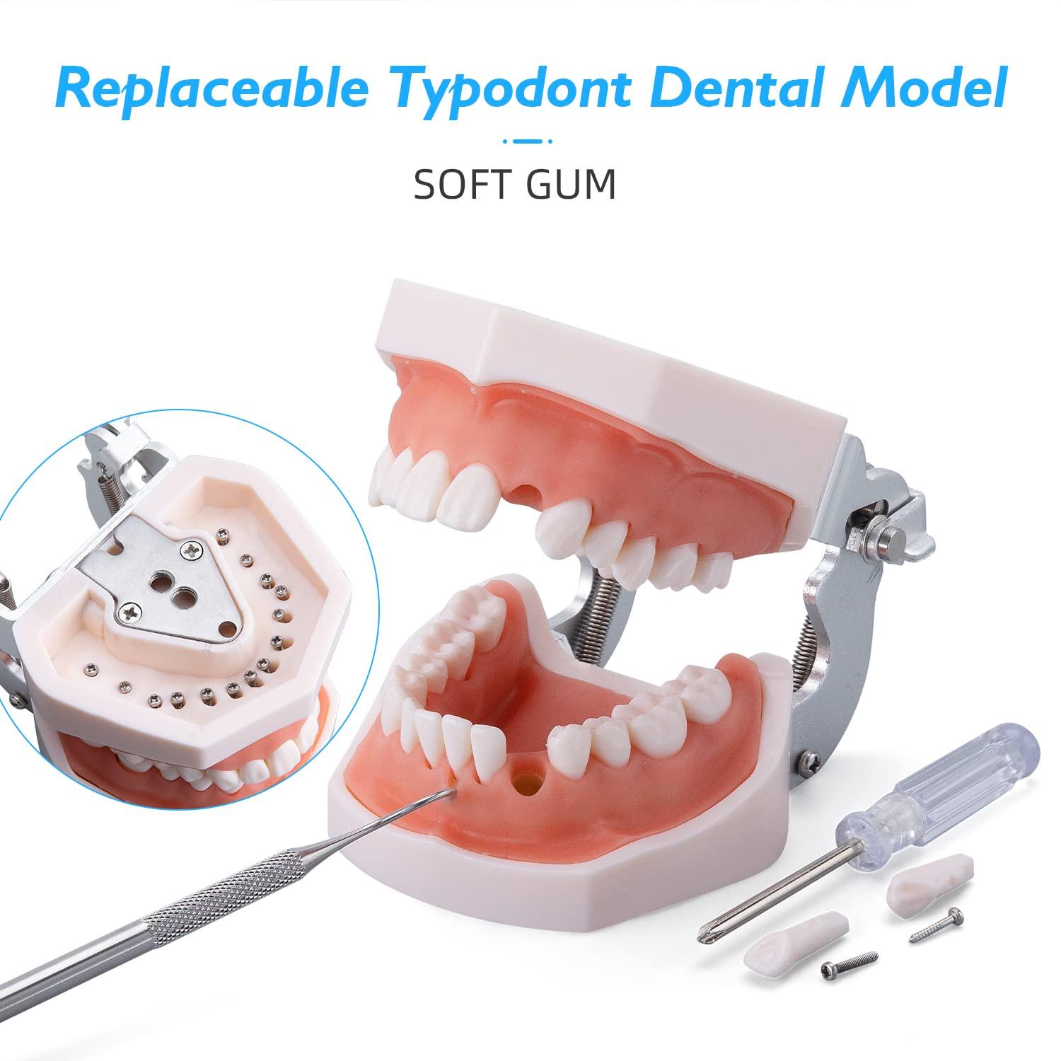 faruijie faruijie Dental Simulator Mannequin Head - with Typodont Teeth Model Dexter Phantom Head Training Manikin with Bench Mount Fixed on Chair for Dental Schools Education Practical Demonstration