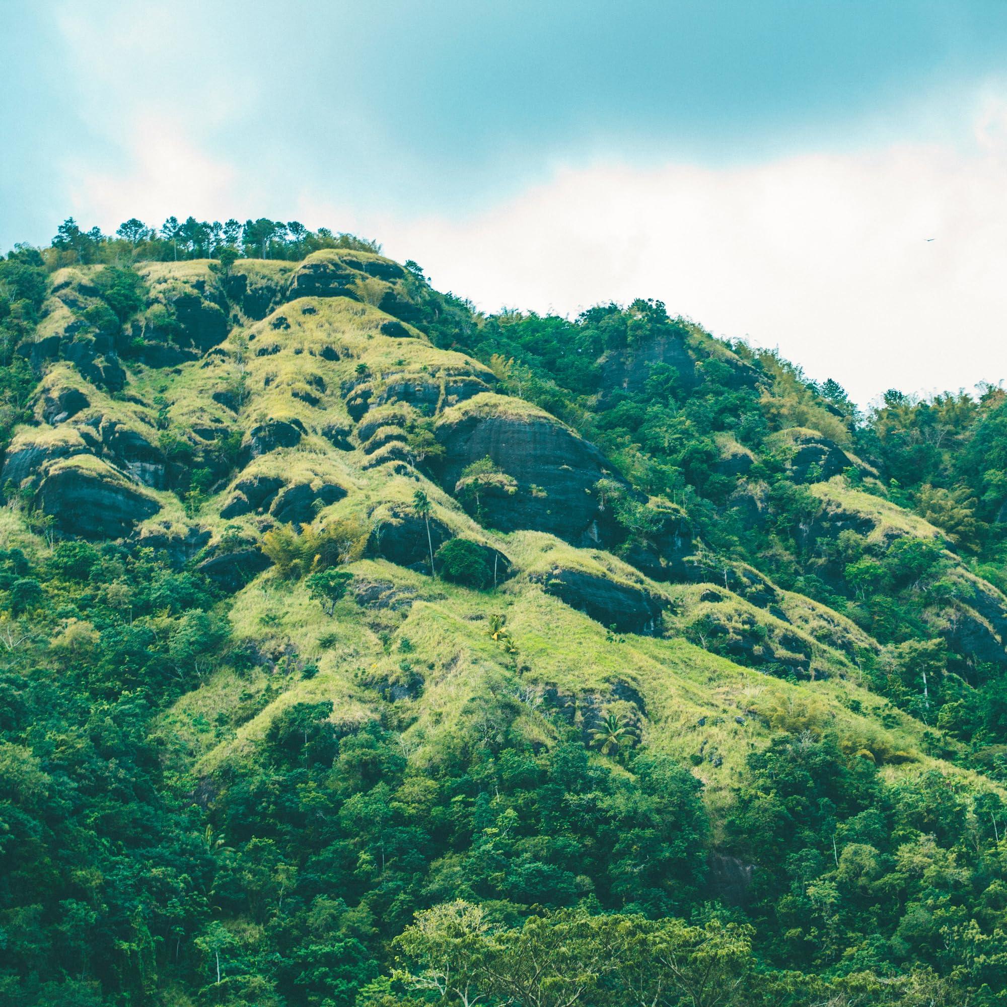 Trelawny Inspirations Jamaican Baba Roots Herbal Tonic-3 Pack(w/Restorative Tea from Trelawny Inspirations)- 100% Natural Roots- Jamaican Tonic- Chainy Root, Sarsaparilla,Tan Pon Rock,Strong Back, Raw Moon,Medina- Jamaican Baba Roots, Jamaican Roots Wine