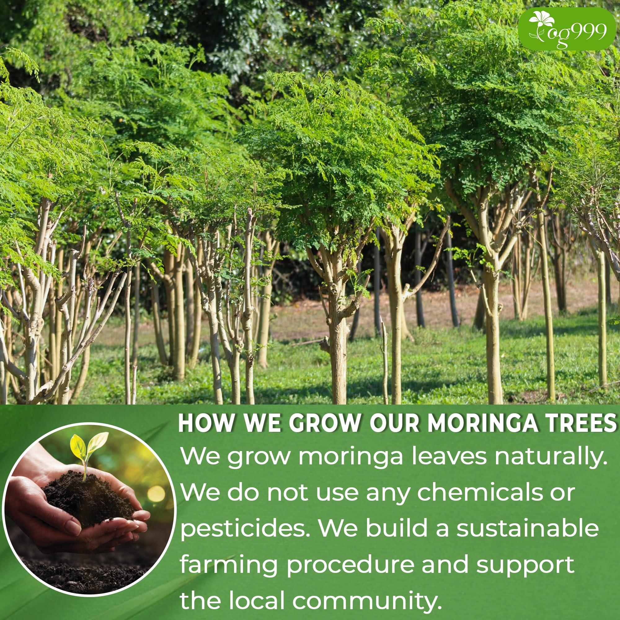 TOG999 TOG999, Premium 60 Moringa Leaf Tea Bags, 100% Natural & Pure from Moringa Leaves. Loose Leaf Moringa Herbal Tea. Moringa Leaf Tea. No Sugar, No Caffeine, No Gluten, Vegan.