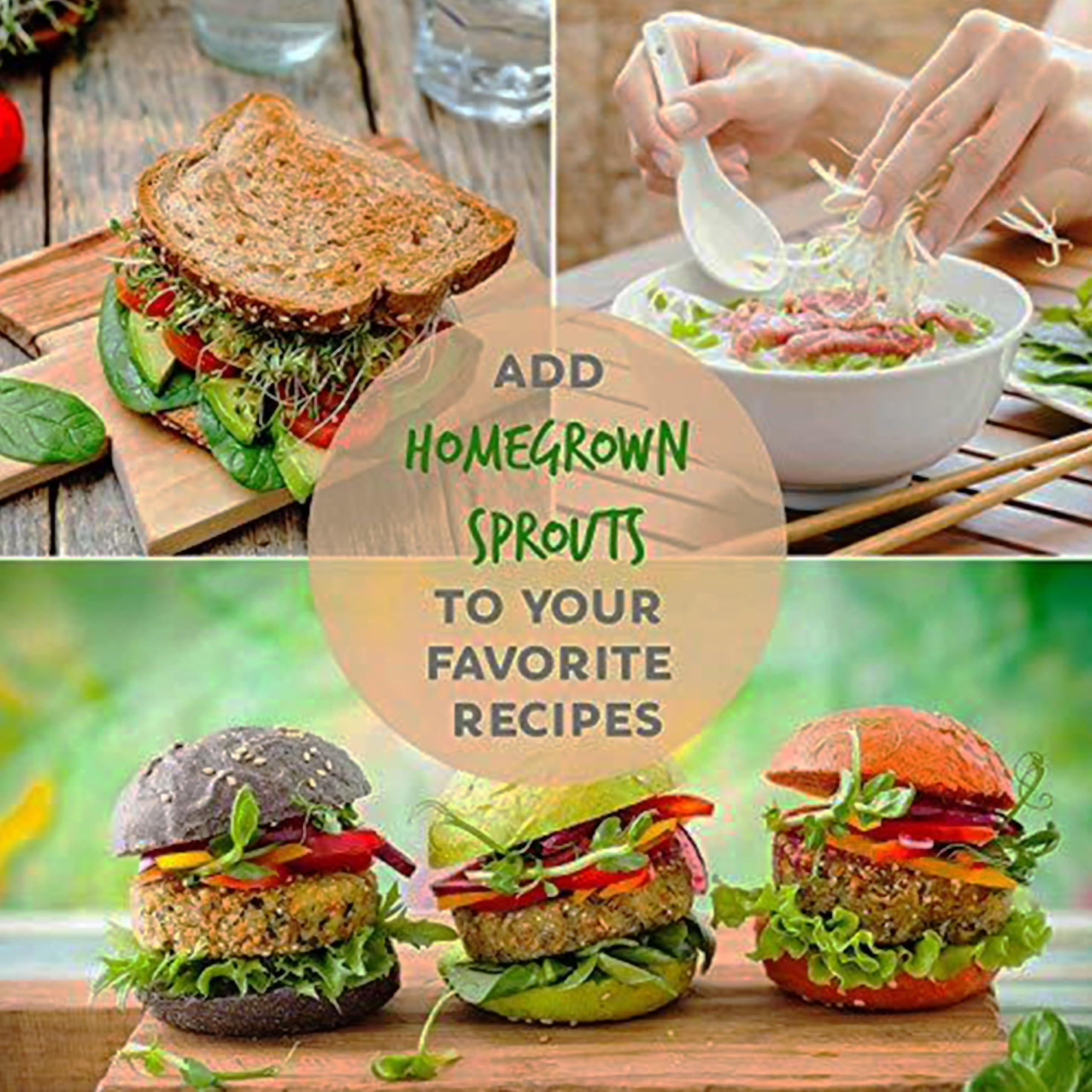 Handy Pantry Handy Pantry Organic Wheatgrass Seeds - For Wheat Grass, Cat Grass, Food Storage & More - Hard Red Wheat (2.5 Pounds)