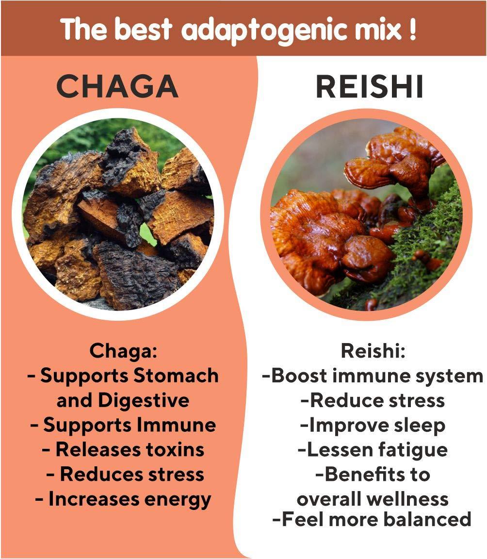 Baikal Tea Baikal Tea Chaga Reishi Tea Wild Chaga Tea with Reishi - 30 Unbleached Tea Bags - Ganoderma Lingzhi Mushroom Supplement Tea with Wild Chaga