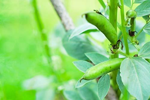 Food to Live Food to Live Organic Small Red Chili Beans, 1 Pound - Non-GMO, Kosher, Vegan, Dry, Raw, Sproutable, Non-Irradiated, Bulk, Product of the USA