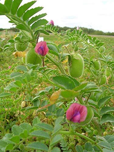 PRIMAL HARVEST Organic Garbanzo Beans (ChickPeas)-Raw/Non-GMO/Kosher Sproutable Low Sodium Bulk Vegan Dietary Fiber (15LB)