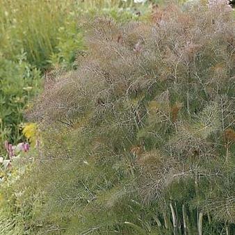 Hazzard\'s Fennel Rubra Red Foeniculum vulgare purpureum 1,000 Seeds