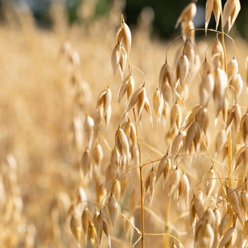 Avelina Avelina Old Fashioned Rolled Oats - Gluten-Free - 32 oz (Pack of 1)