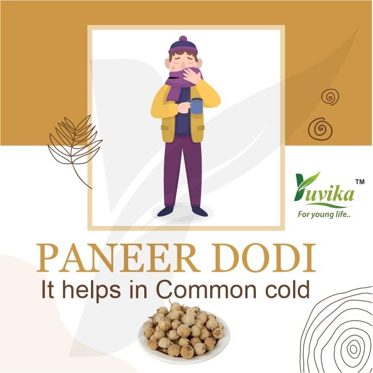 Yuvika YUVIKA Paneer DODI Powder | Paneer Doda Powder - Withania Coagulans (400 Grams)