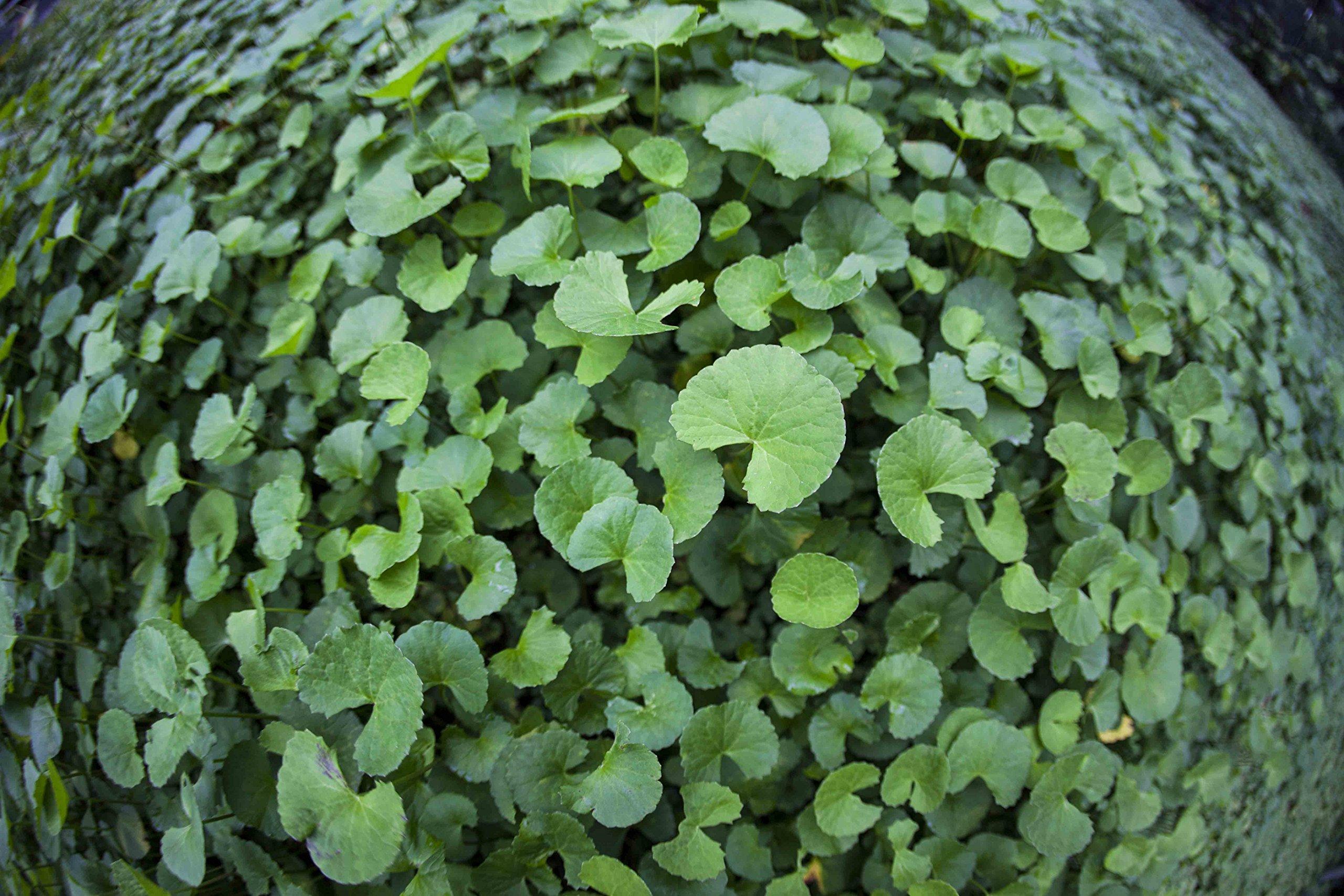 Maui Medicinal Herbs Gotu Kola \" Brahmi \" Leaf Plus \"Mauifarmacy Grown\" 3/4 oz. Leaves for Tea - USA