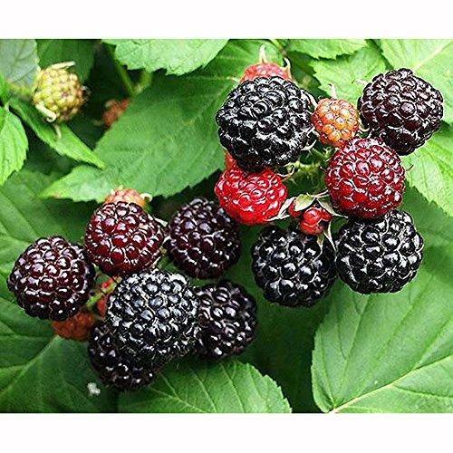 Garurang Raspberry Powder 200g Natural 100% Pure Korean Healthy Tea Food Powder Made In KOREA