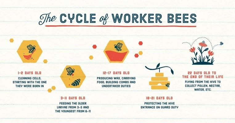 Local Hive Local Hive Utah Raw Unfiltered Honey 32oz, 100% Pure US Honey, Sourced from American Bees and Beekeepers - Natural Sweetener, Ideal for Tea, Baking, and Cooking