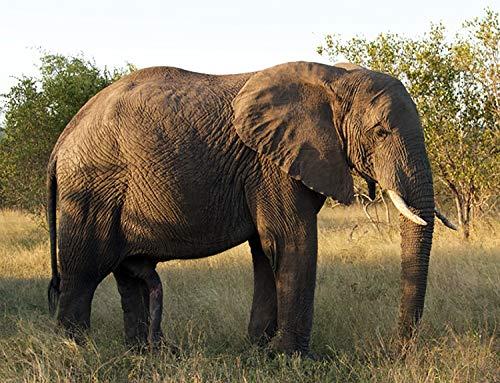 Art of Eric Gunty 1/2 Sheet - Elephant Full View - Edible Cake/Cupcake Party Topper - D21020