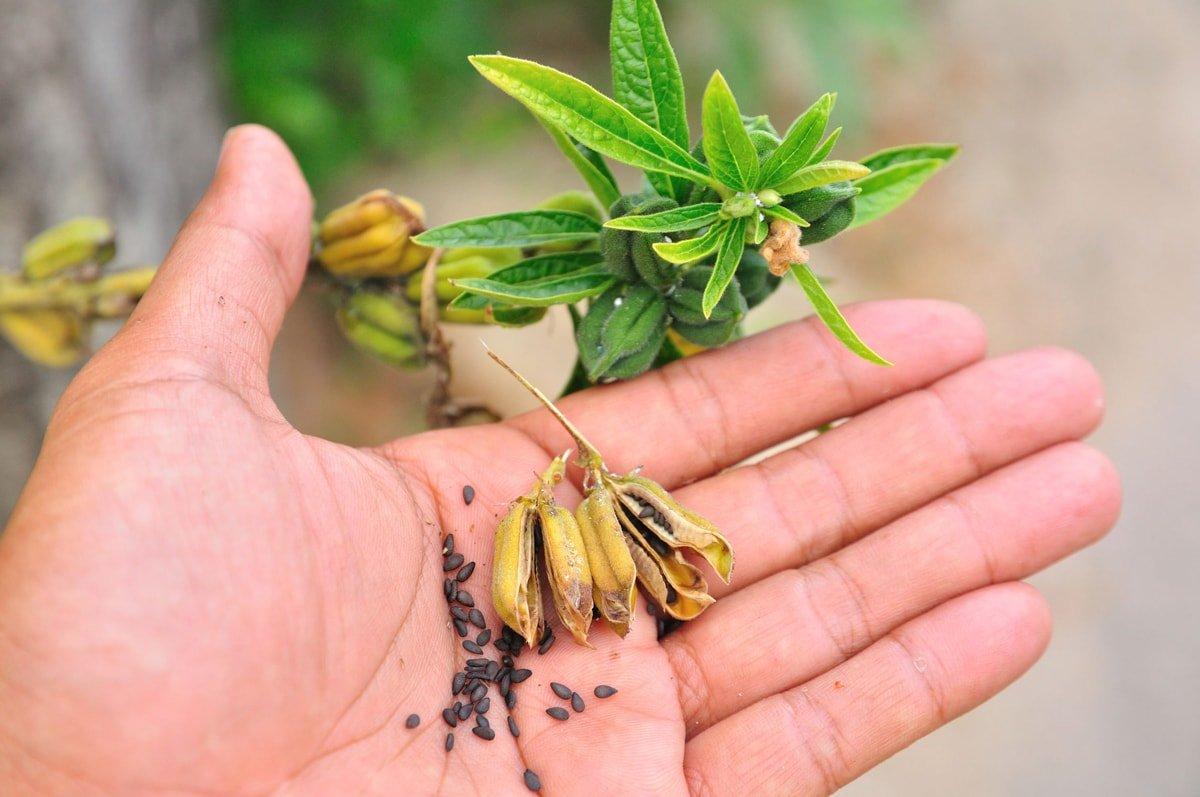 Food to Live Food to Live - Organic Black Sesame Seeds, 8 Pounds - Non-GMO, Raw Unhulled Kala Til Seeds, Unroasted, Kosher, Vegan, Bulk. Good Source of Calcium, Iron and Dietary Fiber