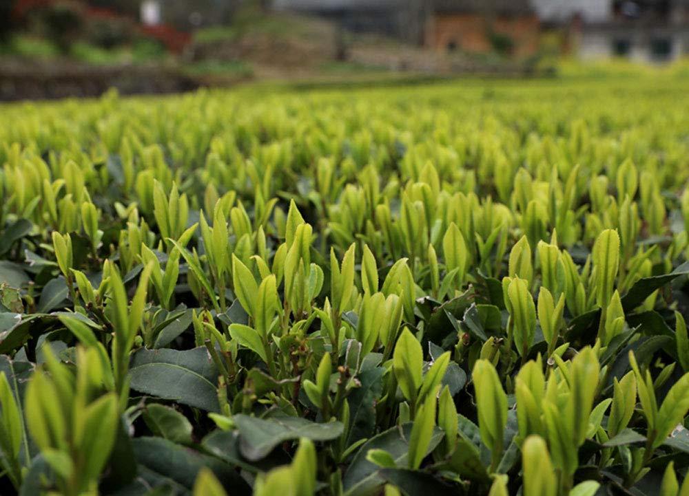 Luxtea Luxtea Chinese Famous Tea Grade AA (High Grade (Xi Hu Long Jing (West Lake Dragon Well))