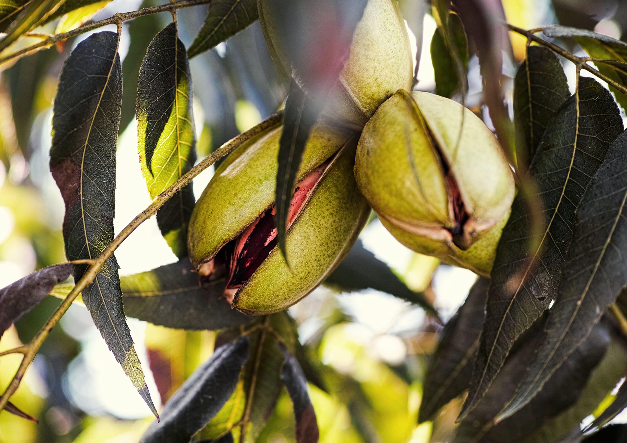 Food to Live Food to Live Dry Roasted Pecan Halves with Himalayan Salt, 8 Oz Oven Roasted Lightly Salted Nuts, No Oil Added, Vegan Snack, Kosher, Keto. Good Source of Protein and Fiber. Great for Salads