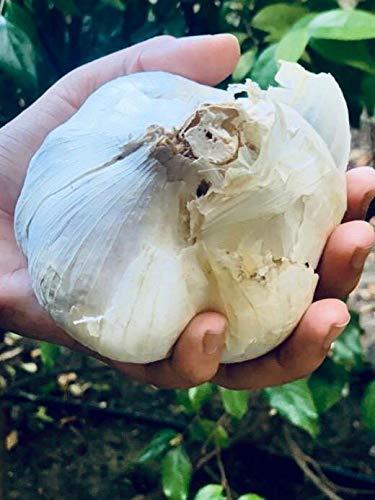EGC Elephant Garlic organic seeds for Planting Non GMO Milder great Tasting Garlic. Ship from Amazon sell by Effective Trade