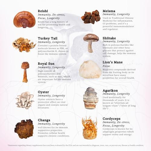 Rainbo Rainbo 11:11 Multi Mushroom Tincture, Dual Extract Mushroom Supplement for Comprehensive Immune Support, Brain Support, Liquid Lion's Mane & Turkey Tail, Vegan, Non GMO, 3.4 fl oz