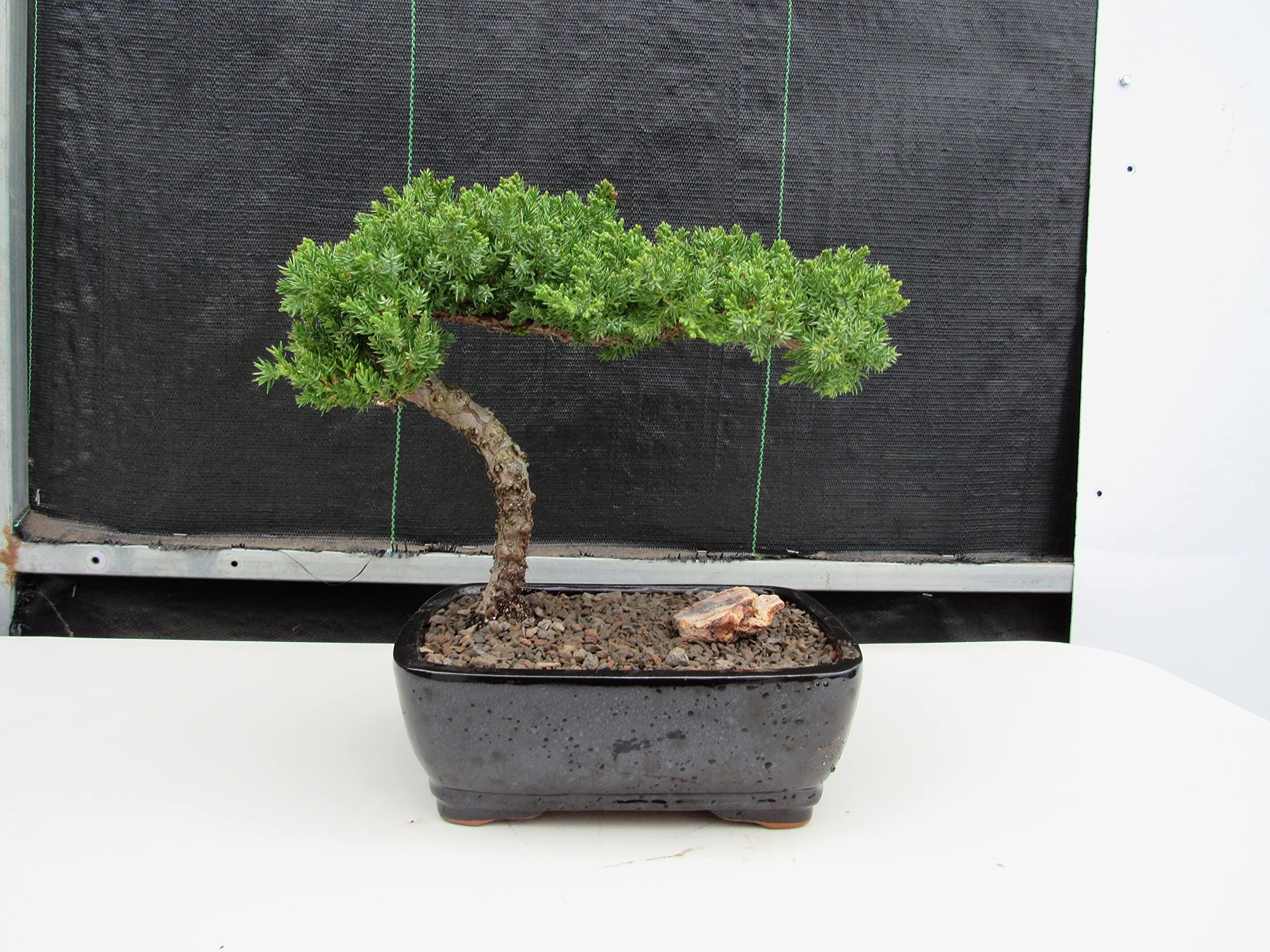 LOVE MY BONSAI Juniper Bonsai Tree (Medium) (Medium (As Shown))