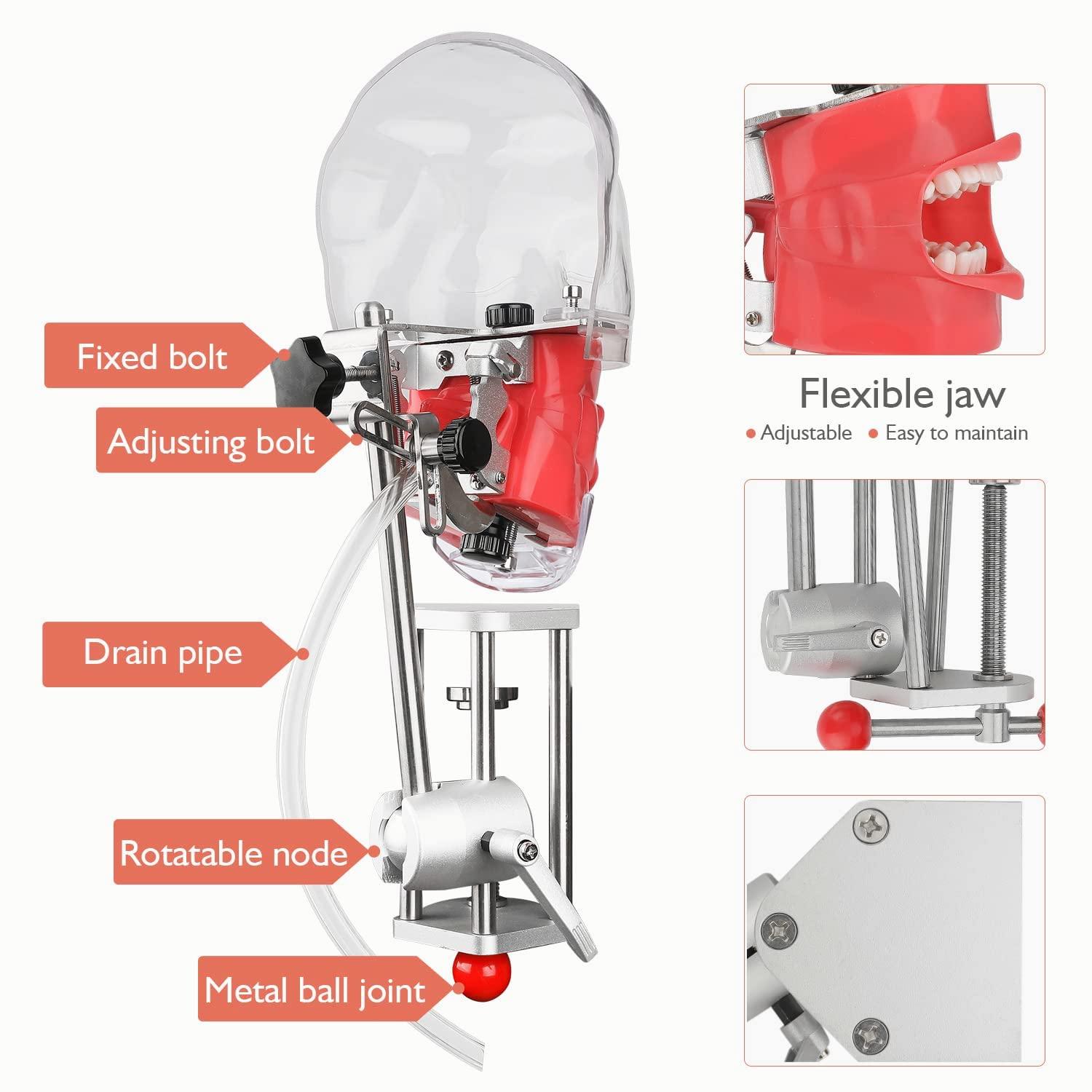 faruijie faruijie Dental Simulator Mannequin Head - Typodont Teeth Model Phantom Head Training Manikin with Bench Mount Fixed on Desk for Dental Schools Education Practical Demonstration