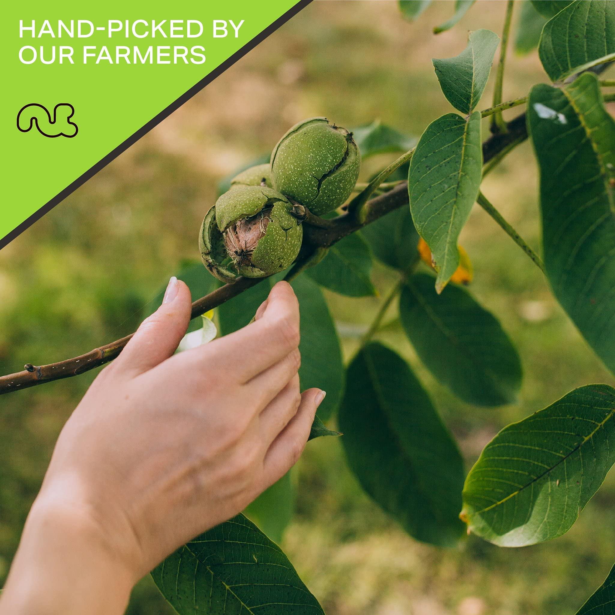 Nut Cravings NUT CRAVINGS - Raw Walnuts In Shell, Whole, (16oz - 1 LB) Packed Fresh in Resealable Bag - Nut Snack - Healthy Protein Food, All Natural, Keto, Vegan, Kosher Ideal for Trail Mixed Nuts