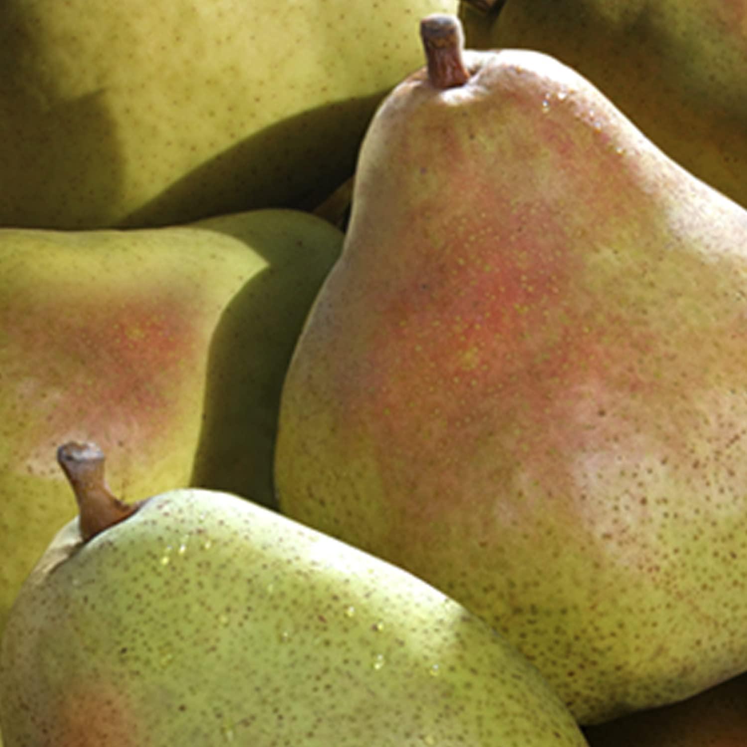 A Gift Inside A Gift Inside Fruitful Trio Deluxe Fruit Gift