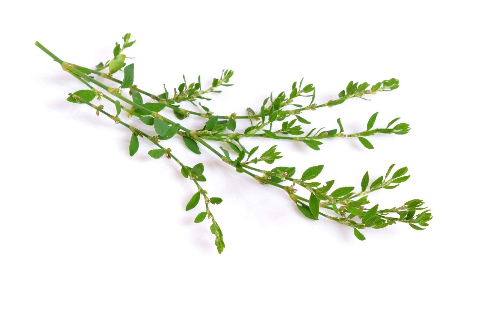 Health Embassy Health Embassy Knotgrass Herb | Polygonum Aviculare L | 100% Natural (100g)