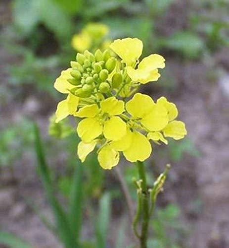 Organic Yellow Mustard Sprouting Seeds Yellow Mustard Sprouting Seeds - Grow Your OWN Sprouts Very Zesty(300 - Seeds)