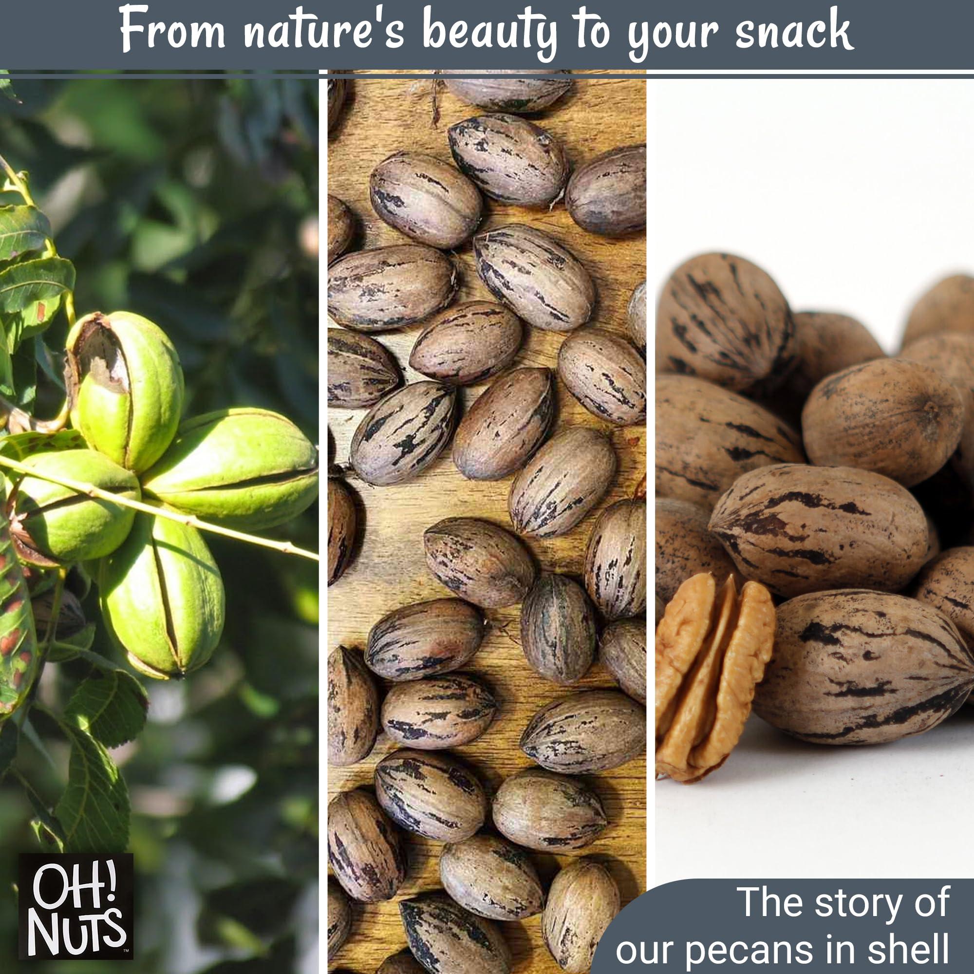 Oh! Nuts Pecans in Shell | Raw - 100% Natural | 2 lb | High-Protein Pecans | Packed in New York Zip-Seal Bag for Exceptional Freshness by Oh Nuts