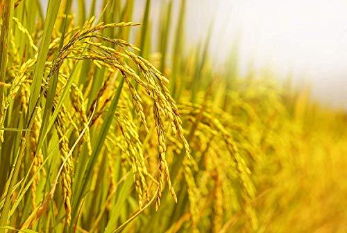 Food to Live Organic Arborio Rice, 16 Pounds Non-GMO, Short-Grain White Rice Variety, Superfino, Vegan, Kosher, Bulk. Creamy Texture. Good Source of Protein. Perfect for Risotto.