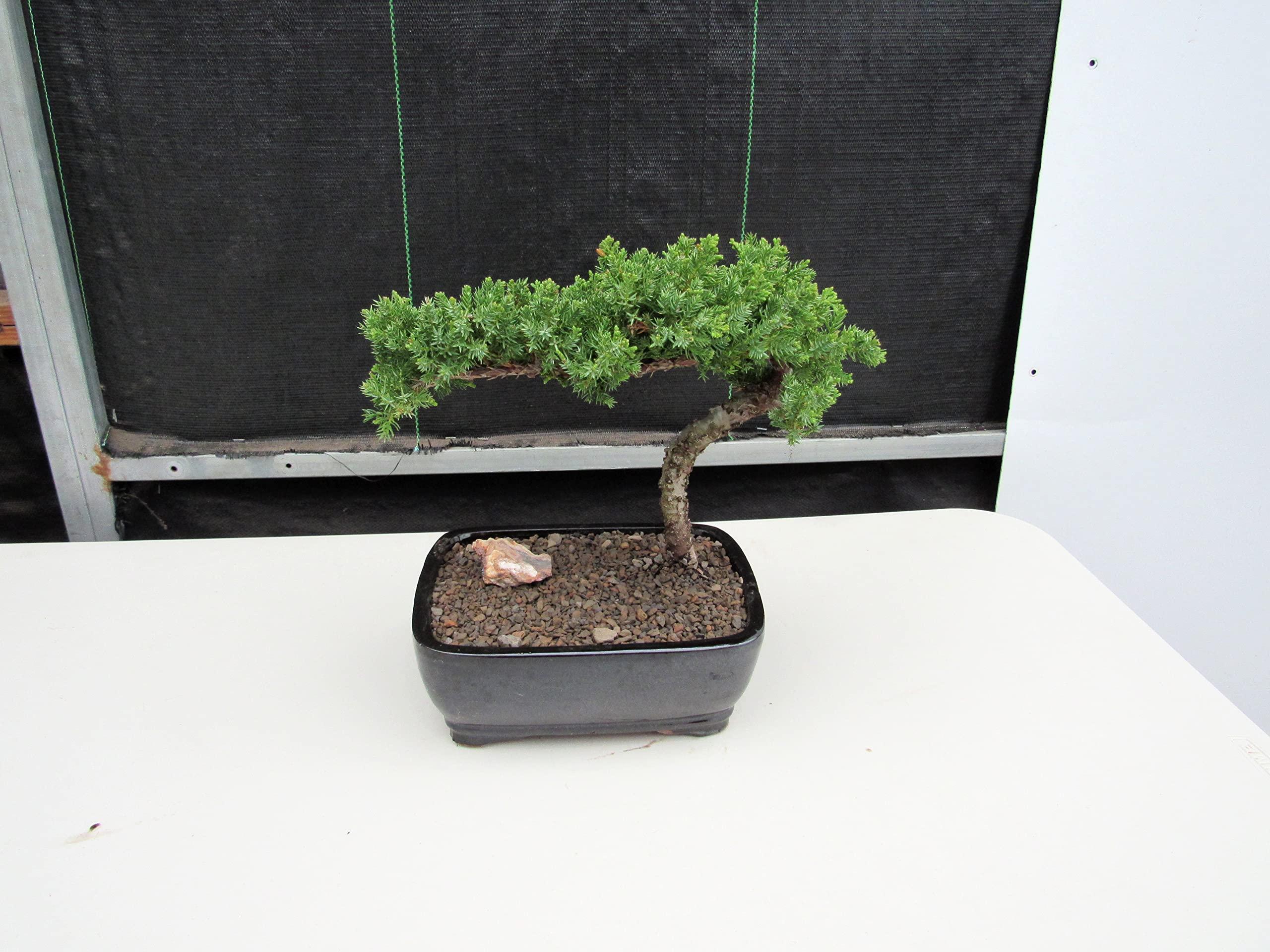 LOVE MY BONSAI Juniper Bonsai Tree (Medium) (Medium (As Shown))