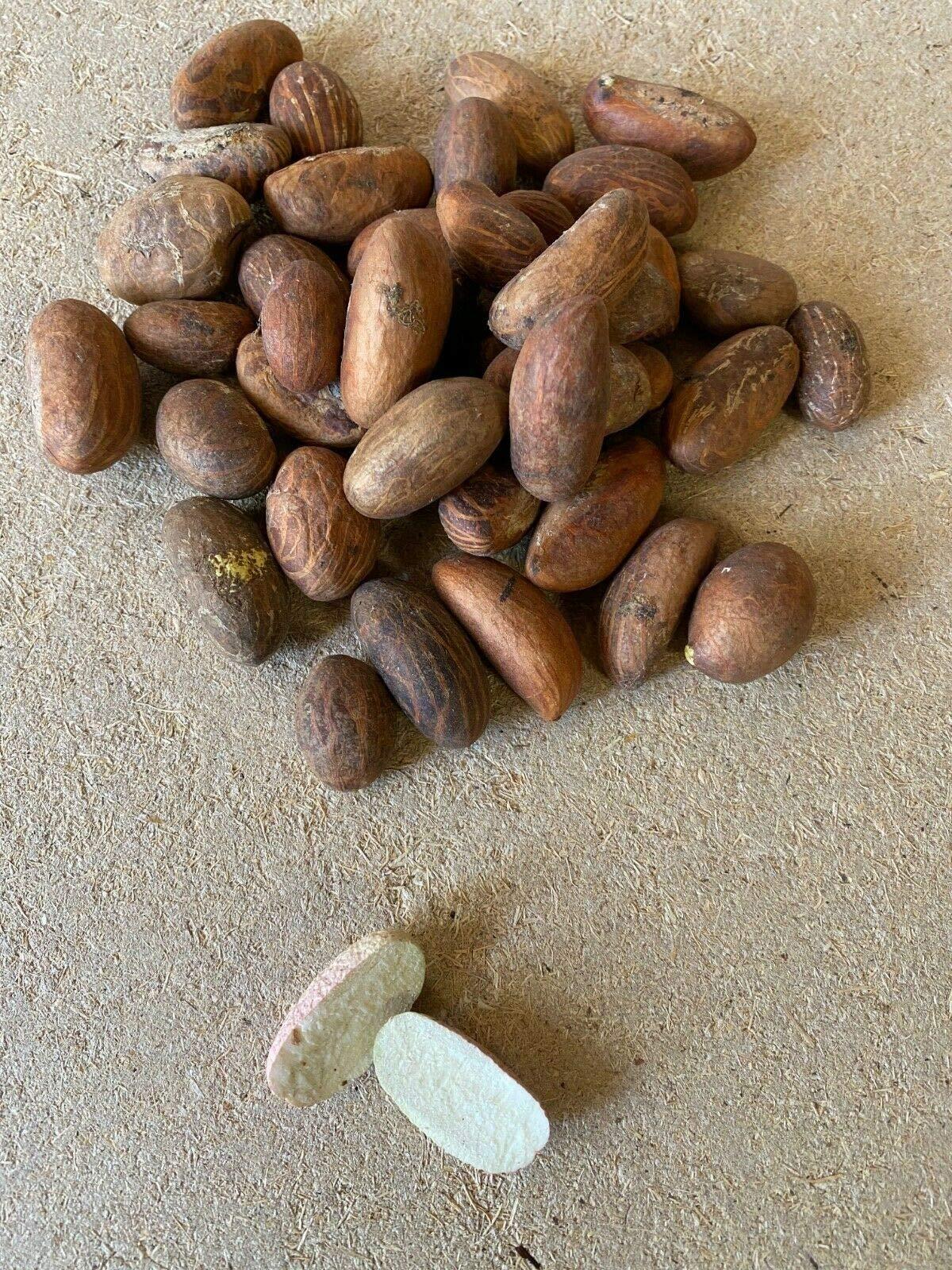 Generic Generic HGU Bitter Kola Nut Garcinia Kola Cola 1 Lb