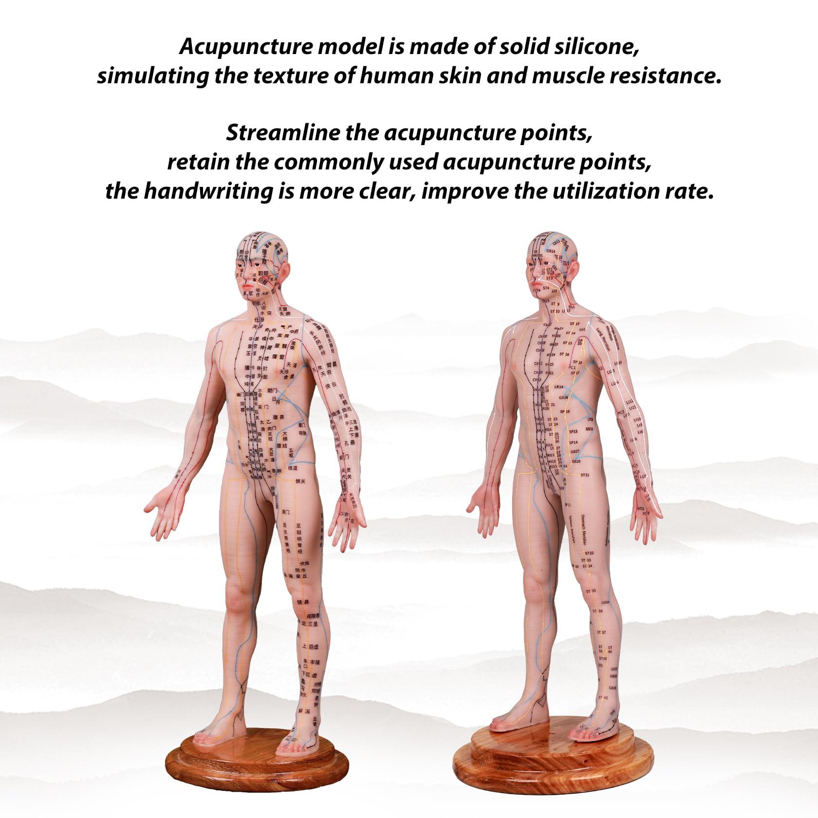 CUAIBB Acupuncture Model 18.9 inch 256 Acupoint, Human Acupoint Model Full Silicone Body, Acupuncture Doll for Chinese Medicine Teaching Learning Beginners - English Marking