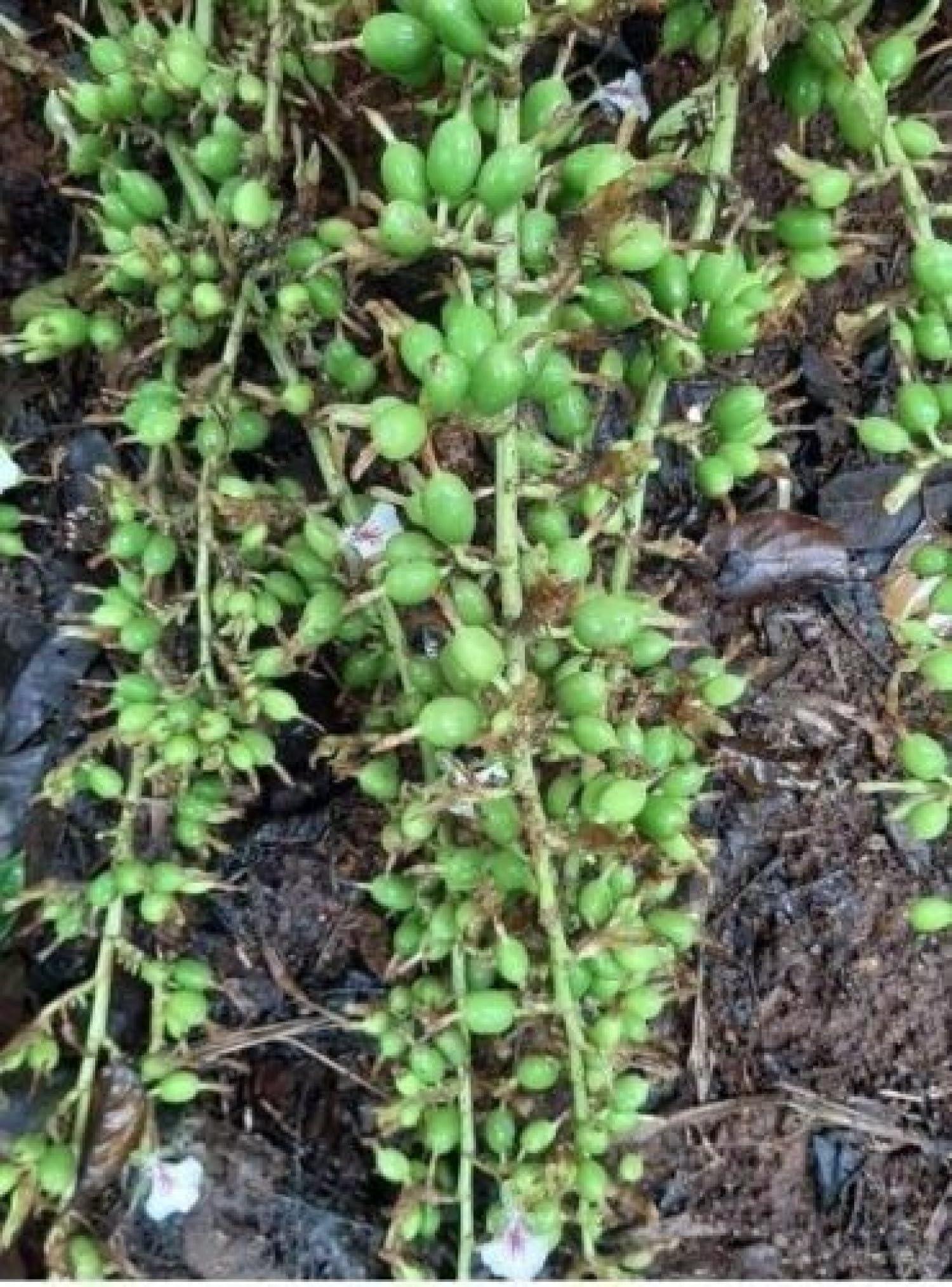 Snow Hill Snow Hill Organic Green Whole Cardamom (Disambiguation) Small Nepali Sukumel Cardamom Elaichi, Organic Flavor Aromatic Herbs Spices - Harvested In Mt. Everest Country Nepal