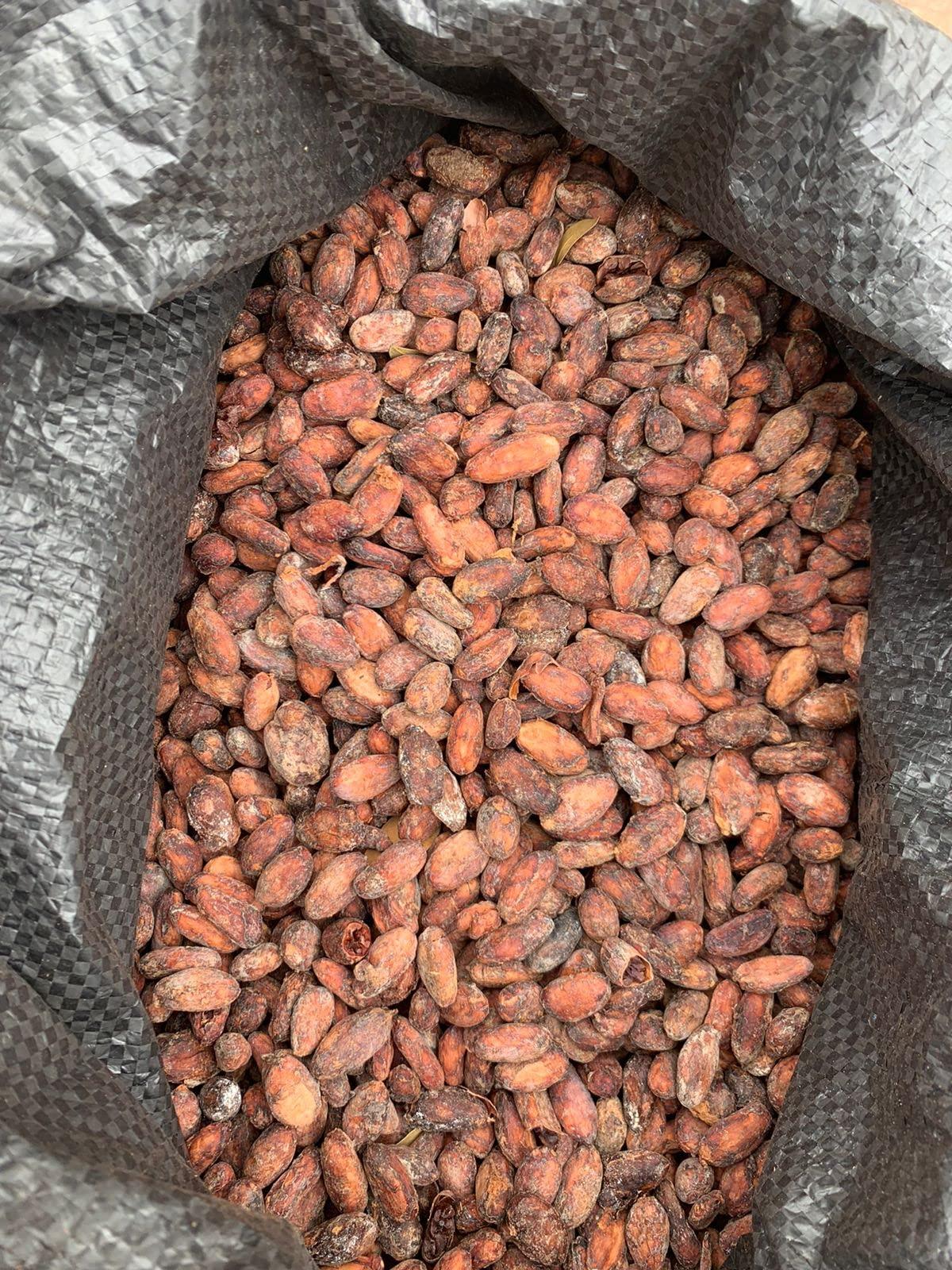 lm ecuanatural Ecuadorian RAW Cacao Beans Organic Made in Balzar Ecuador (2 Oz)