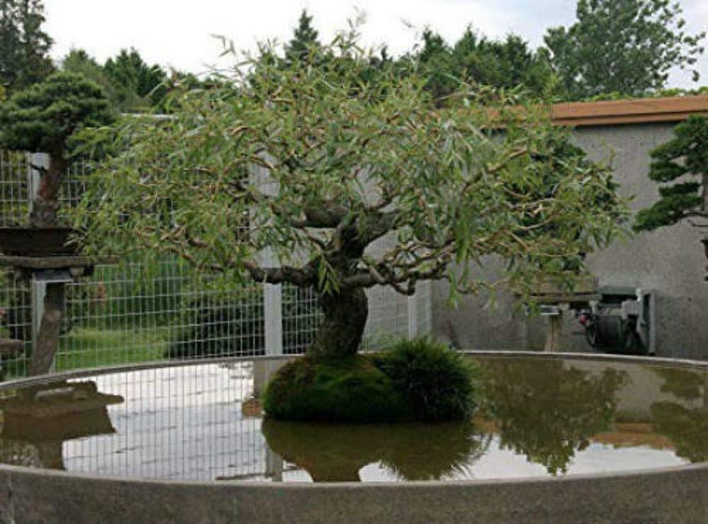 CZ Grain Jumbo Bonsai Tree Dragon Claw Willow - 3 foot tall Trunk approx 2-3 inches Thick