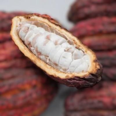 NineLife Basics Cacao whole fresh fruit