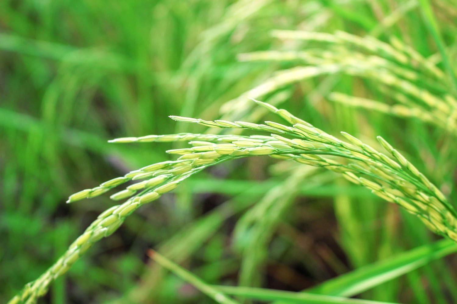 Food to Live Food to Live Long Grain Brown Rice, 5 Pounds Whole Grain, Raw, Unpolished, Kosher, Vegan Rice. Nutty Flavor, Chewy Texture. Good Source of Dietary Fiber. Perfect for Salads, Pilafs.