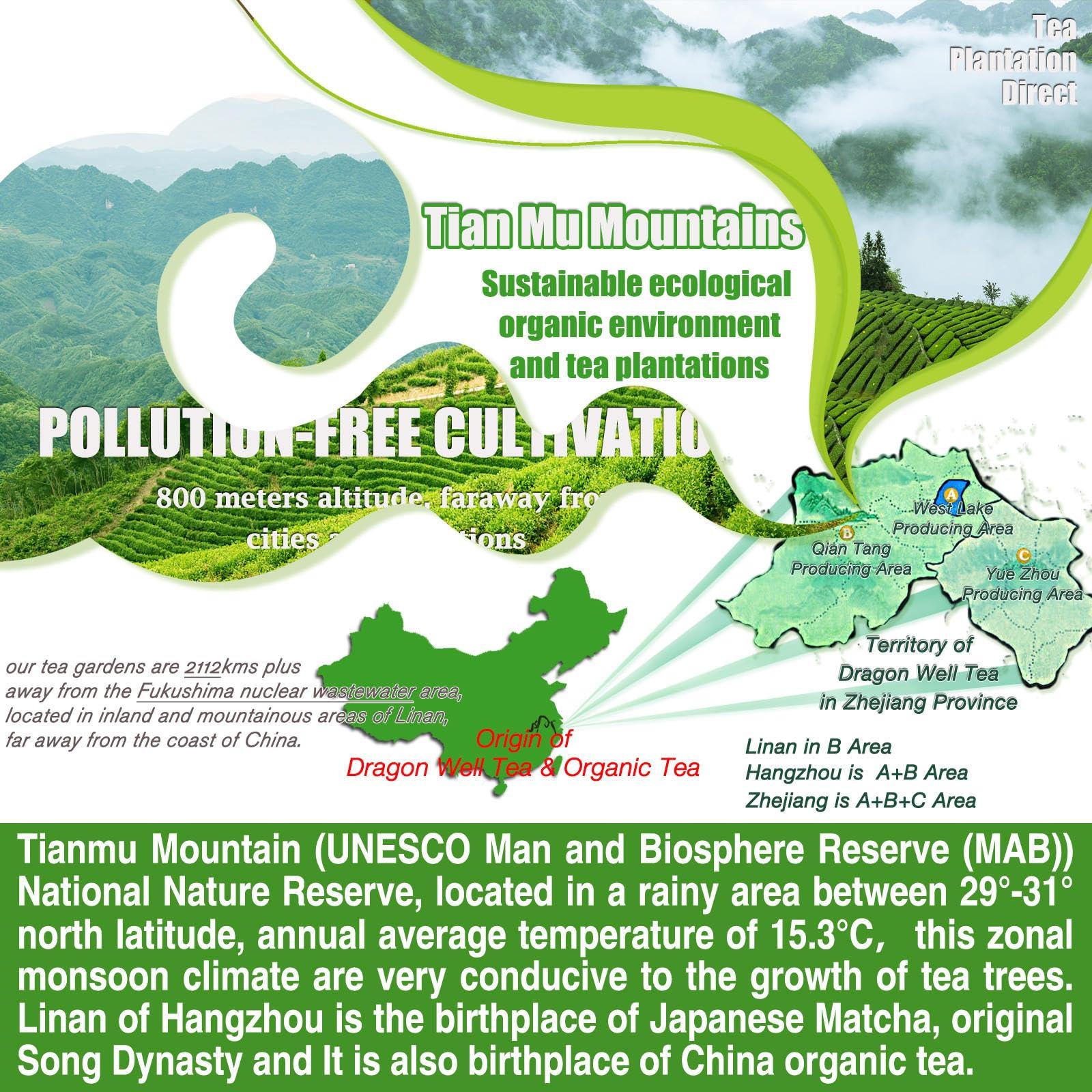 EFOOFAN EFOOFAN USDA Certified Organic Longjing Green Tea Loose Leaf, 3oz, Buds Leaves Hand-Picked, Authentic Chinese Dragonwell Tea Origin, Premium and Edible Long Jing