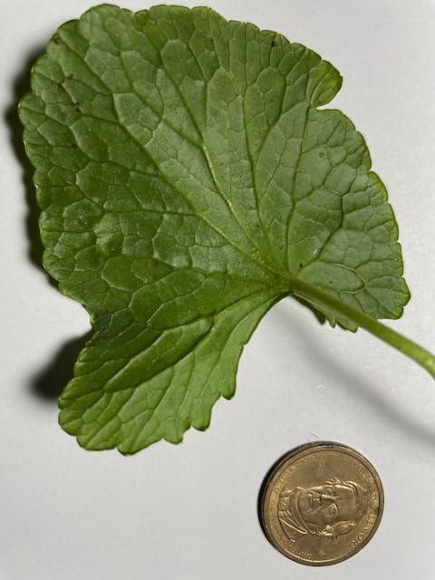 Maui Medicinal Herbs Gotu Kola \" Brahmi \" Leaf Plus \"Mauifarmacy Grown\" 3/4 oz. Leaves for Tea - USA