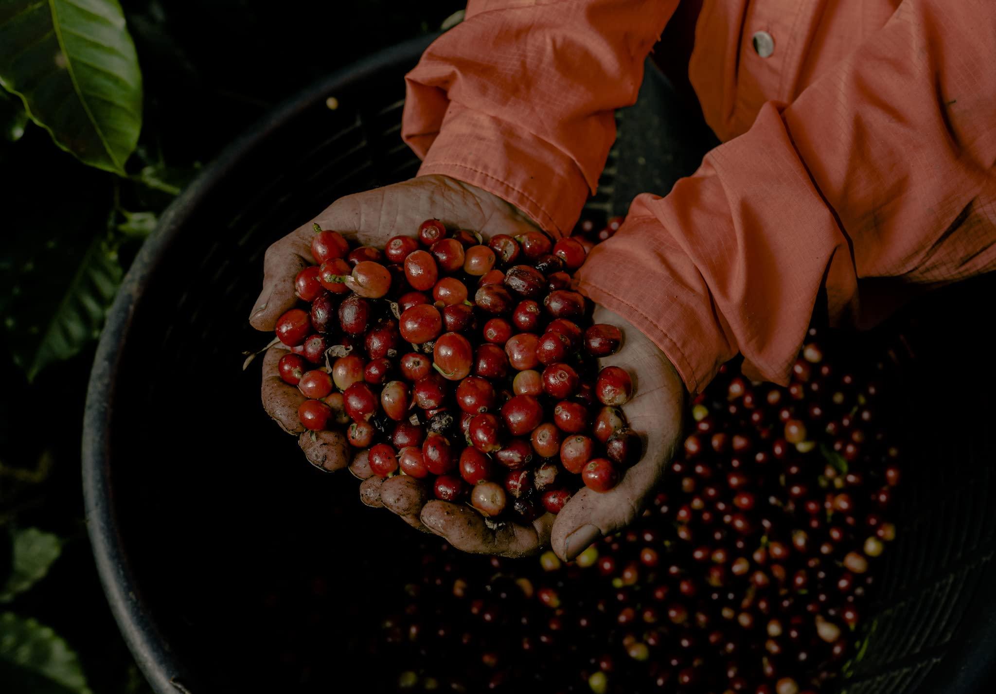 Just Candy 36ct Personalized Graduation Party Favors Engraved Chocolate Bars with Photo (36 Count) - Navy Blue